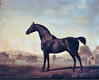 Lord Grosvenor's 'Sweetwilliam'
