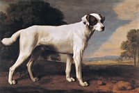 Viscount Gormanston's White Dog
