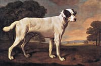 Viscount Gormanston's White Dog