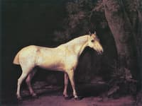 A Grey Mare Seen against a Dark Wood