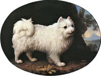 Mrs. French's White Lap Dog