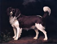 Dark Brown and White Newfoundland Spaniel