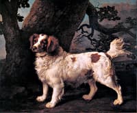 Charles Pelham-Anderson's Lemon and White Water Spaniel