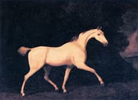 A Grey Horse Belonging to Lord Westmorland, Seen against a Dark Background