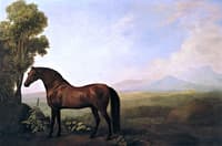 Warren Hastings' Bay Arabian Horse