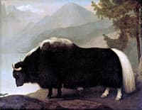 Warren Hastings's Yak, Painted for John Hunter
