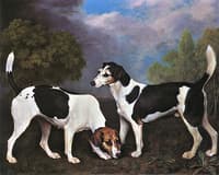 Foxhound and Bitch