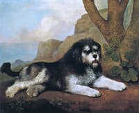 A Shepherd's Dog from the South of France