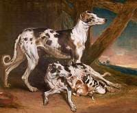 Dalmatian Dogs