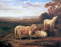 Sheep on the Downs