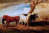 Cattle