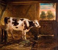 Cow in Barn
