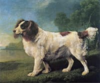 Brown and White Spaniel Facing Left