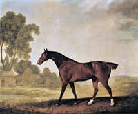 'Eagle', a Bay Racehorse