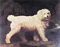 White Water Spaniel