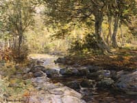In the Woods