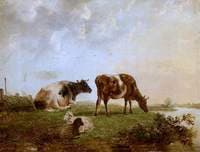 Cattle