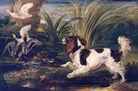 A Spaniel Frightening Ducks