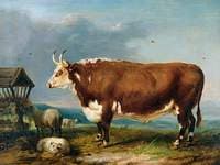 Hereford Bull with Sheep by a Haystack
