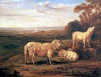 Sheep on the Downs