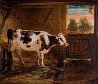Cow in Barn