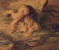 Sleeping Lioness