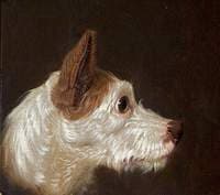 Dog's Head