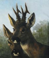 Deer