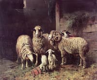 Sheep in a Stall