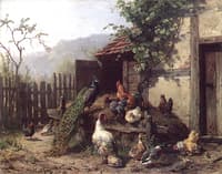 Behind the House, Peacock, Chickens and Ducks