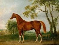 Grosvenor Arabian