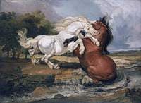 Fighting Horses