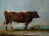 Leicestershire Longhorn Bull
