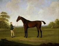 Saltram with a Stable Lad