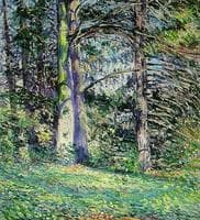 Sunlite Forest