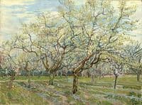 The White Orchard