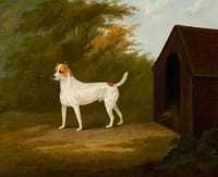 An Old English Terrier