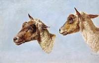 Study of Sheeps' Heads