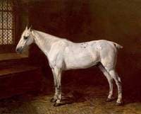 A Grey in a Stable