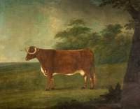 Longhorn-Staffordshire Cross Heifer
