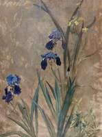 Irises