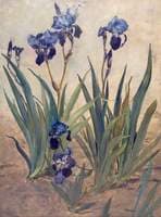 Irises