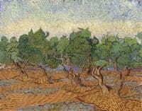 Olive Grove