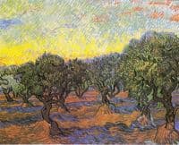 Olive Grove