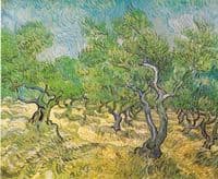 Olive Grove