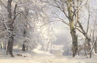 Forest in winter