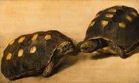 Study of Two Brazilian Tortoises
