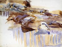 Alligators (study)