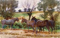 Mules