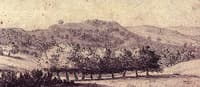 A Windbreak of Trees